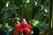 Black Jacobin in flight to a red torch lily, Folha Seca, Brazil