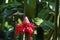 Black Jacobin in flight to a red torch lily, Folha Seca, Brazil