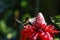 Black Jacobin at a red torch lily, Folha Seca, Brazil