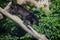 A black Jaguar is resting in the jungle