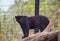 Black jaguar standing on the log in a cage