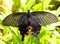 black japanese butterfly