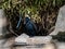 Black Japanese cormorant resting in a river 3