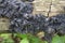 Black Jelly Roll (Witches Butter) Fungus