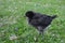 Black Jersey Giant Chick on grass - 3 weeks old