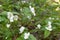 Black Jetbead Rhodotypos scandens white flowering shrub