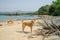 Black Johnson Beach in Sierra Leone, Africa with calm sea, ropcks, deserted beach and two dogs