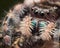 Black Jumping spider with shiny green mouth eats wasp covered in