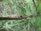 Black jumping spider on tree branch in Swaziland