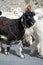 Black kashmir goat from Indian highland farm
