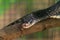 Black keeled rat snake