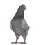 Black King Pigeon isolated on white