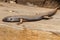 Black King Skink in Western Australia