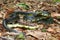 Black Kingsnake (Lampropeltis getula)