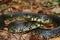 Black Kingsnake (Lampropeltis getula)