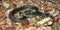 Black Kingsnake (Lampropeltis getula)