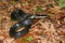 Black Kingsnake (Lampropeltis getula)