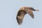 Black kite