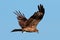 Black Kite