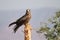 Black kite