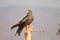 Black kite