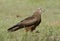 Black kite