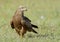 Black kite