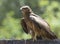 Black Kite