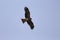 A black kite