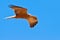 Black kite bird flying in the sky