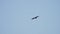 Black Kite Bird Milvus migrans Flying in Clear Blue Sky