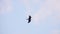 Black kite bird milvus migrans flying in clear blue sky