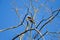 Black kite bird perched on naked tree branch