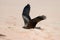 Black kite bird soaring in the sky against a backdrop of arid landscape
