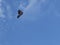 Black kite in blue sky with white clouds