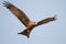 Black kite in flight