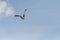 Black kite in flight in Italy