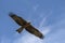 Black kite in flight in Italy