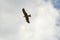 Black kite in flight in Italy