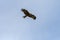 Black kite in flight in Italy