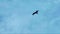 Black Kite fly high in the blue sky. Milvus migrans