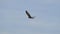 Black kite flying on sky.