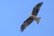Black kite gliding on the wind