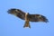 Black kite gliding on the wind