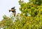 Black Kite Landing on a tree