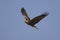 Black Kite (Milvus migrans)