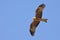 Black Kite - Milvus migrans bird of prey flying on the blue sky, Accipitridae, opportunistic hunter and are more likely to