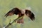 Black Kite, Milvus migrans, brown bird sitting larch tree branch with open wing. Animal in the nature habitat. Black Kite in the f