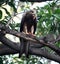 Black kite (Milvus migrans) feasting on a squirrel carcass : (pix Sanjiv Shukla)