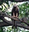 Black kite (Milvus migrans) feasting on a squirrel carcass : (pix Sanjiv Shukla)